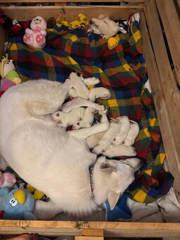 Štěňata bílý švýcarský ovčák - 5