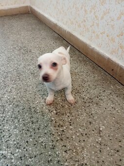 Prodám štěně psa čivavy krátkosrsté - 5