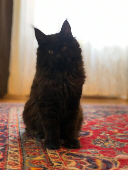 Mainská mývalí s PP - 5