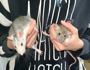 dumbo potkan mláďata daruji (matka: dumbo, otec: husky) - 5