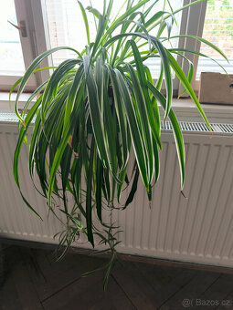 Monstera, Hoya, Zelenec - 5