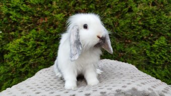 Zakrslý beránek, králíček, králík - MOLLY - 5