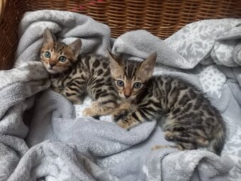 Bengálské koťátko s PP - 5