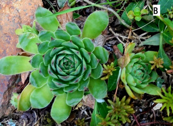 Netřesk – sazenice, nenáročná skalnička, 2 druhy - 5