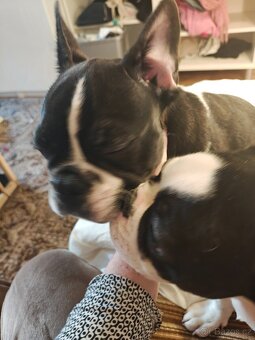 francouzky buldocek stenata - 5