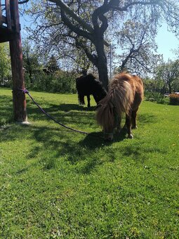 Poloviční pronájem pony kobylek - 5
