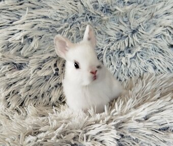 Zakrslý králík - 5