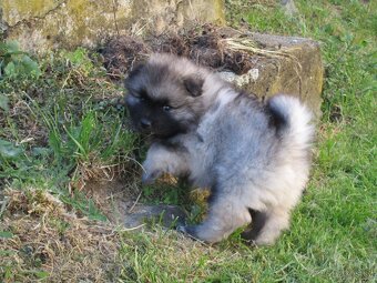 Německý špic vlčí / Keeshond - 5