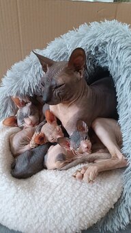 Donský sphynx - krásná koťátka - 5