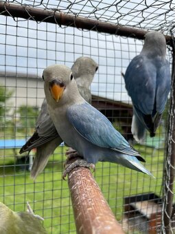 Agapornis růžohrdlý 🦜 - 5
