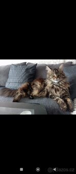 Mainská mývalí koťátka - 5