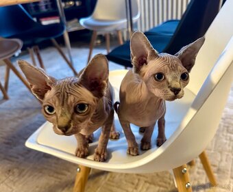 Koťata Sphynx-Elf-Strike - 5