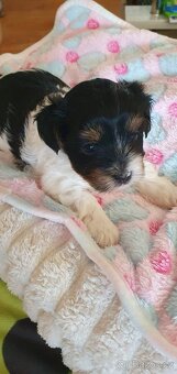 Jorkširsky terier biwer - 5