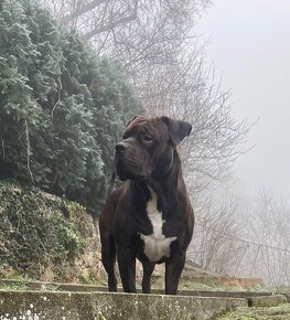 American Bully XL krytí - 5