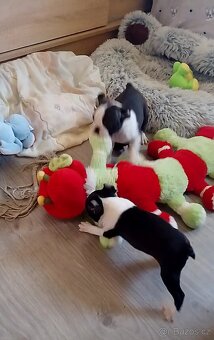 Bostonský terier,Boston Terrier,Boston - 5