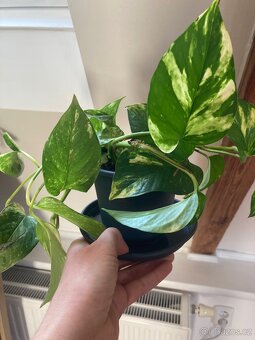 Pokojová rostlina Pothos šplhavnice - 5