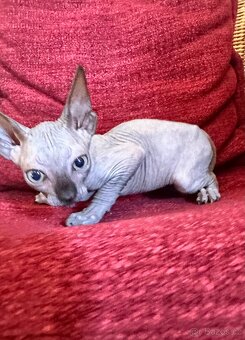 Kanadský Sphynx s průkazem původu - 5