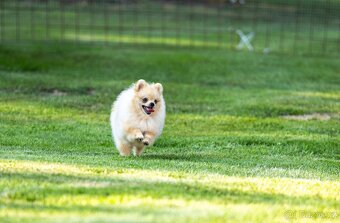 Pomeranian s PP - 5