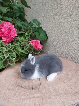 Zakrslý králík - hladkosrstý sameček - 5