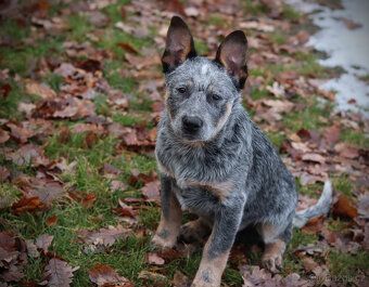 Australský honácký pes, rezervace štěňat s PP, volní kluci - 5