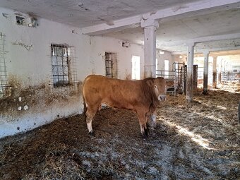 Ošetřovatel skotu - masný dobytek - 5