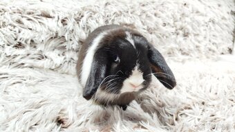Zakrslý beránek, králíček, králík - LADY - 5