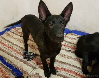 Belgický ovčák - 5