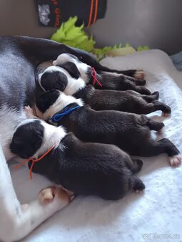 Bostonský teriér - 5