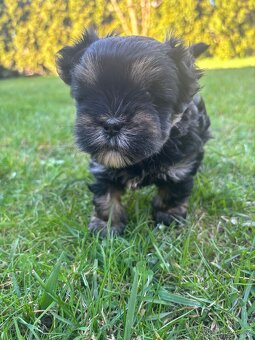 Yorkšírský teriér - 5