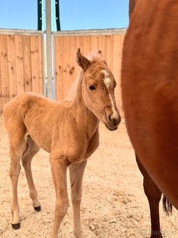 Palomino klisna American Quarter Horse po rodičích s LTE - 5