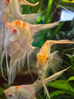 Skaláry Marble albino - 5