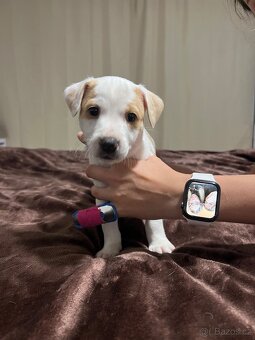 Dánsko Švédský farmářský pes - 5