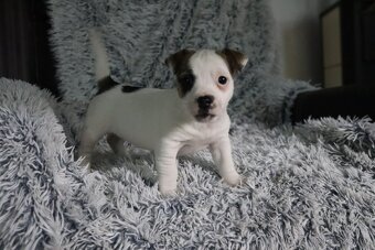 Jack Russell teriér - 5