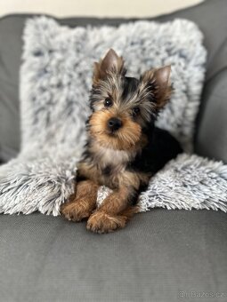 Jorkšírský teriér s PP - 5