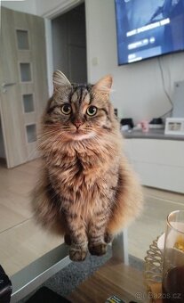 Daruji dvou letou kočičku Connie - 5