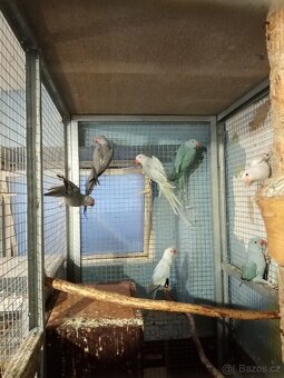 Alexandr malý - 11ks - 5