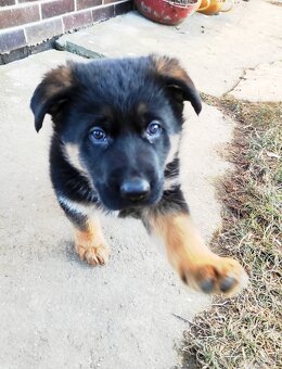 Německý ovčák - štěňata s PP - 5