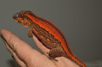 Rhacodactylus auriculatus - 5