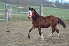 Welsh pony of cob type - klisna - 5