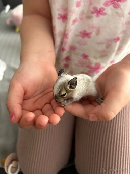 Osmak degu - 5