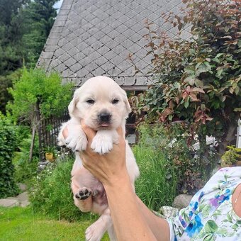 Zlatý retrívr s PP / Golden retriever - 5