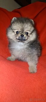 Pomeranian - 5