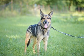 REX - energický 6ti letý kříženec ovčáka - 5