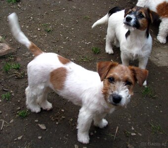 Jack Russell teriér – 4,5měsíční pejsek s PP k odběru - 5