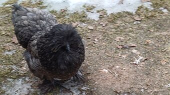 Hedvábnička slepička - 5