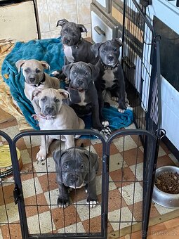 Americký stafordšírský teriér - 5