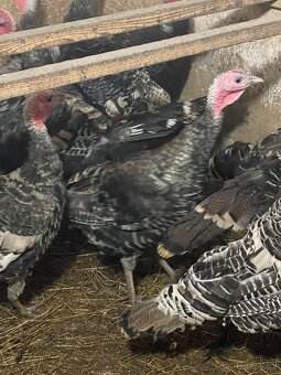 Krůty bronzové - 5