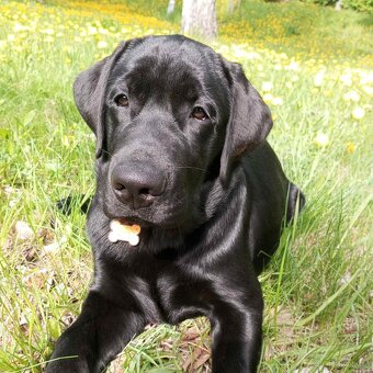 Štěně labradorského retrívra - 5