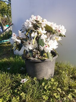 Rododendron - 5