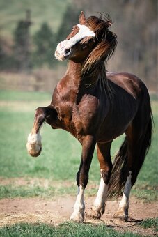 Připouštění Welsh Cob - 5